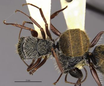 Media type: image;   Entomology 22419 Aspect: habitus dorsal view